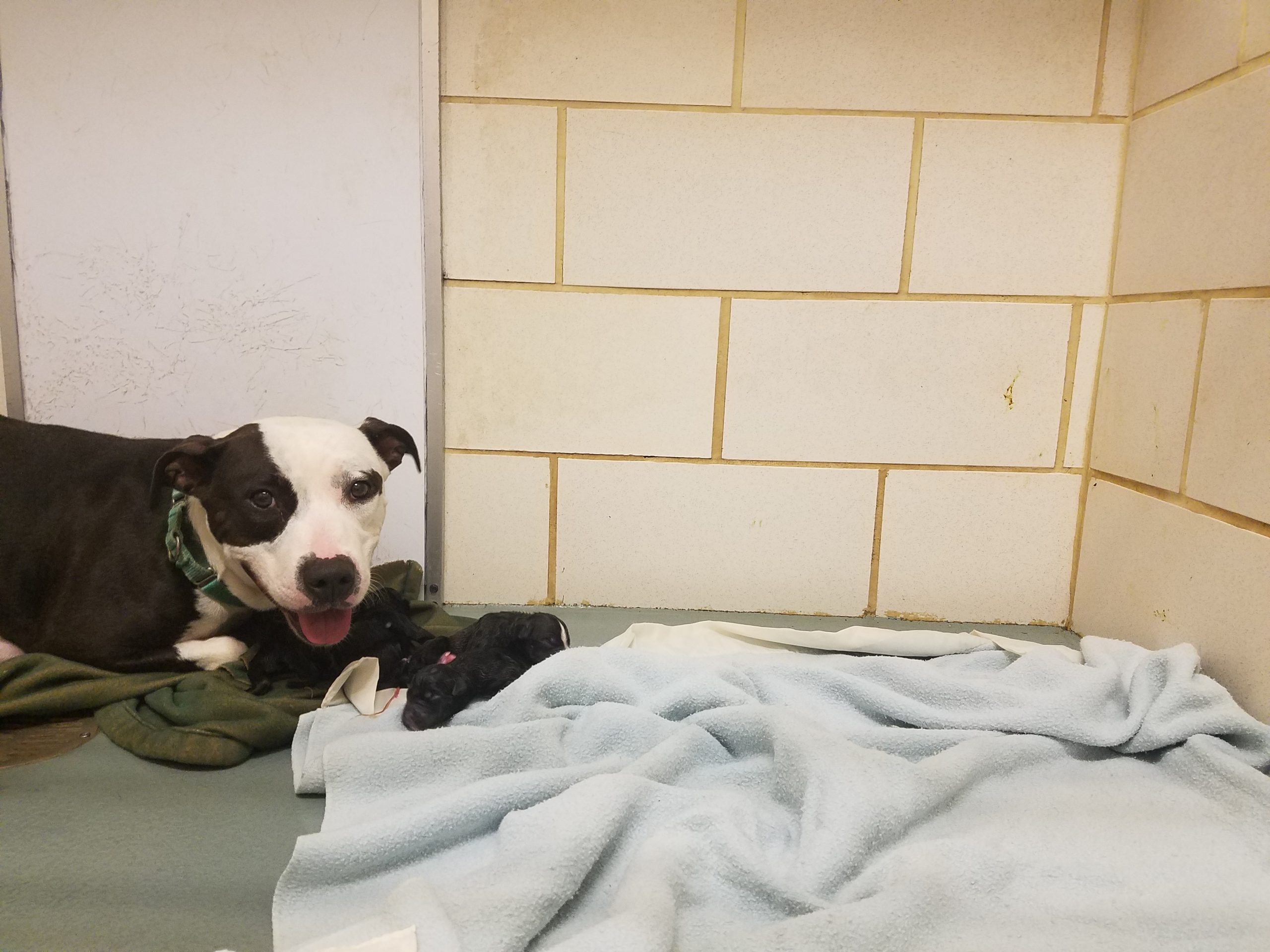 Piper and puppies County SPCA