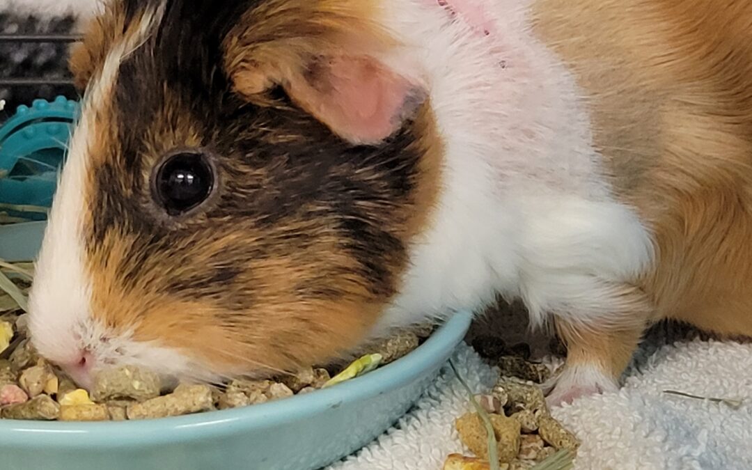 Velvet: the little guinea pig that could