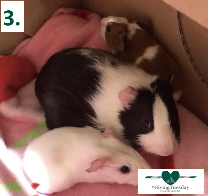 Sweet Dreams: Baby Guinea Pigs Born at the Shelter